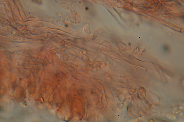 Lignicolo da determinare (Bjerkandera fumosa)